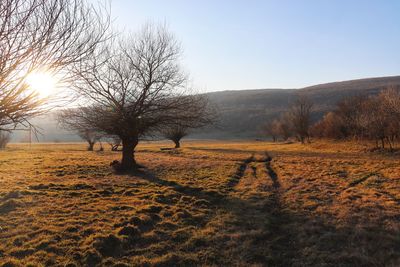 Bare trees on field against sky