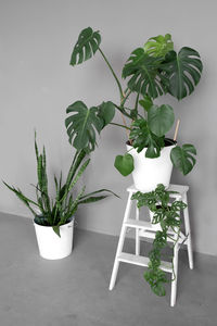 Monstera deliciosa, monstera monkey and sansevieria in white flower pots in a room 
