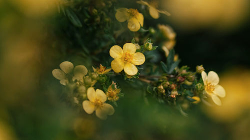 Close-up of yellow flowering plant