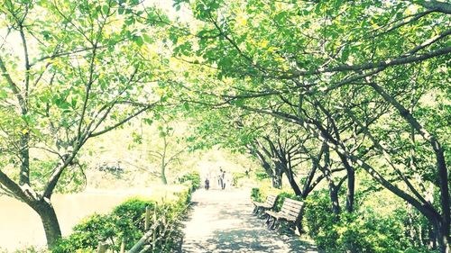 Footpath passing through trees