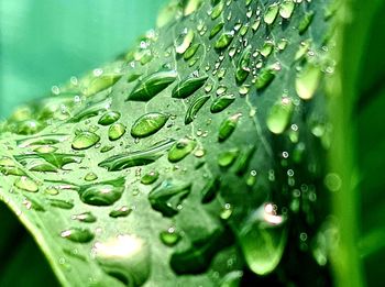 Rain drops on tropical leaf after sunshower