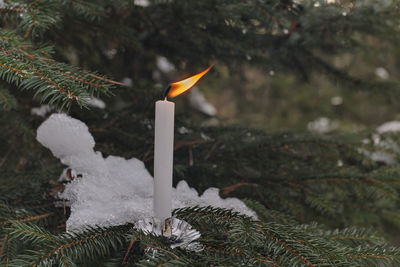 Close-up of christmas decoration on tree