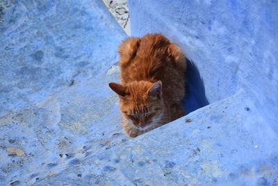 High angle view of a cat