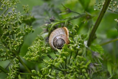 Close-up of snail on plant