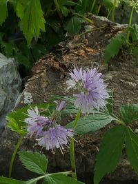 Close-up of purple flowers