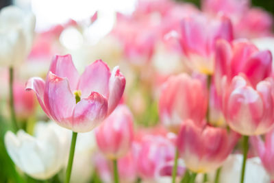 Close-up of pink tulips