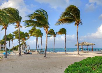 Palm trees on beach against sky