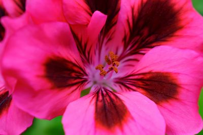 Close-up of pink flower