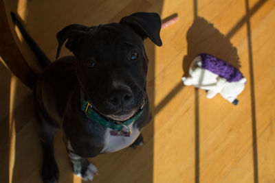 Close-up portrait of dog