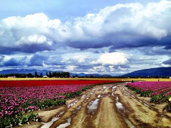 Scenic view of field against cloudy sky