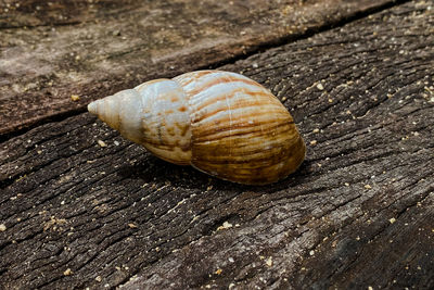 Close-up of snail on wood