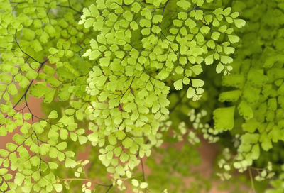 Close-up of fresh green leaves