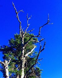 Low angle view of tree against clear blue sky