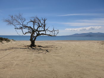 Bare trees on landscape