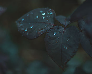 Close-up of raindrops on leaves