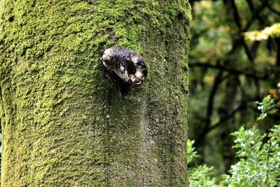 Close-up of lizard on tree trunk