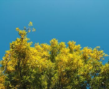 Low angle view of flowers against clear blue sky