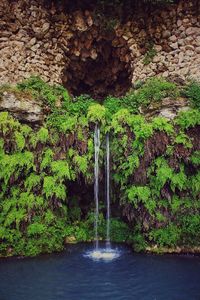 Scenic view of waterfall in forest