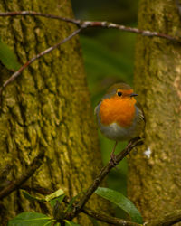 Close-up of robin perching on plant by tree