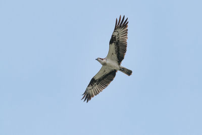 Low angle view of osprey flying in sky
