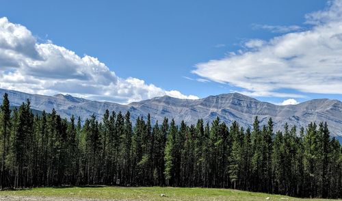 Panoramic view of pine trees against sky