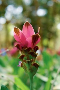 Close-up of pink flowering plant