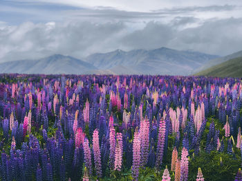 Scenic view of field against mountain