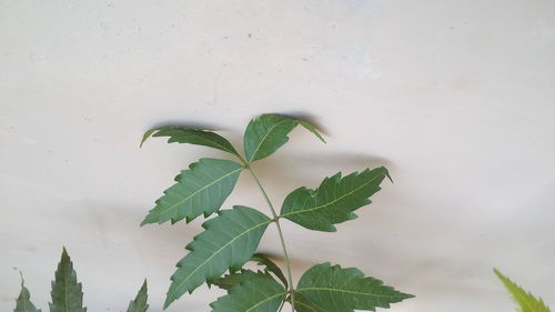 High angle view of leaves on wall