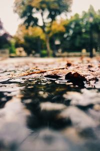 Surface level of dry leaves on field