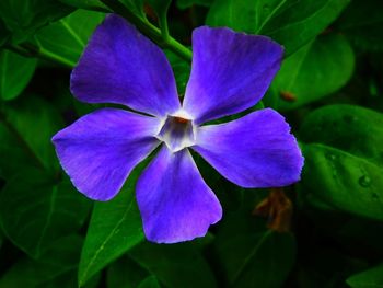 Close-up of purple flowering plant