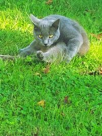 Close-up of cat lying on grassy field