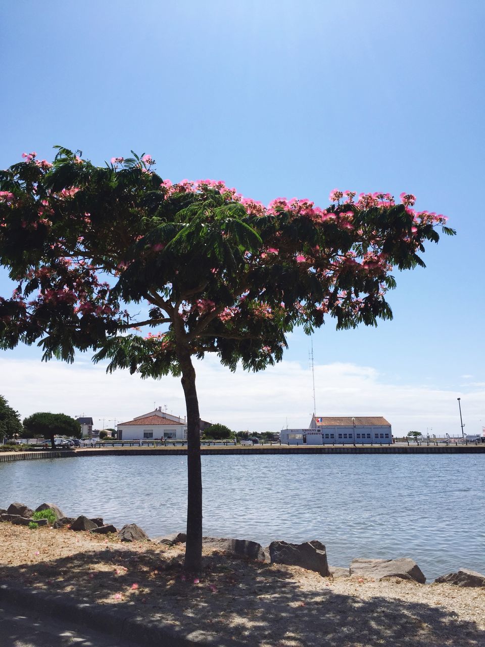 clear sky, tree, water, built structure, beauty in nature, nature, growth, tranquility, tranquil scene, building exterior, scenics, architecture, copy space, lake, blue, river, day, sky, branch, sunlight