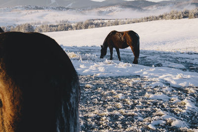 Horses on snow covered field during sunset