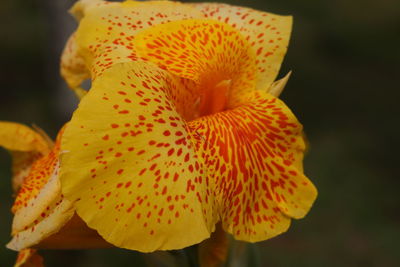 Close-up of yellow flowering plant