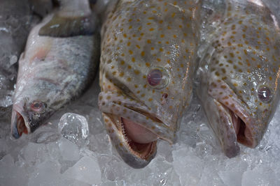 High angle view of fish for sale in market