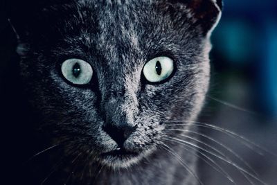 Close-up portrait of a cat