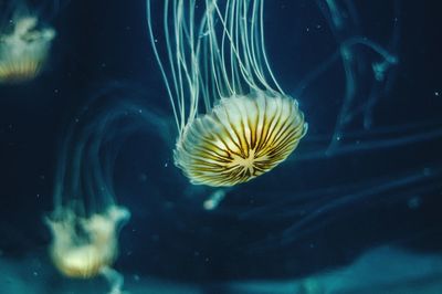 Close-up of jellyfish swimming in aquarium