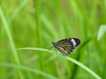 Close-up of butterfly on leaf