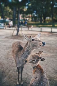 Close-up of deer