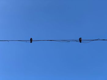 Low angle view of birds perching on cable