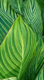 Full frame shot of palm leaves