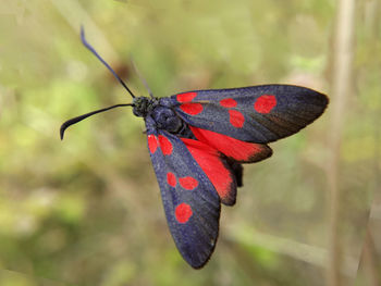 Close-up of butterfly on leaf