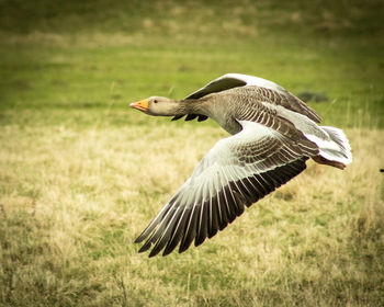 Close-up of bird flying in grass