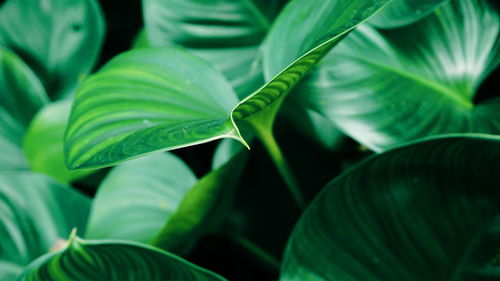 Full frame shot of green leaves