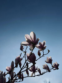 Low angle view of pink flowering plant against clear sky