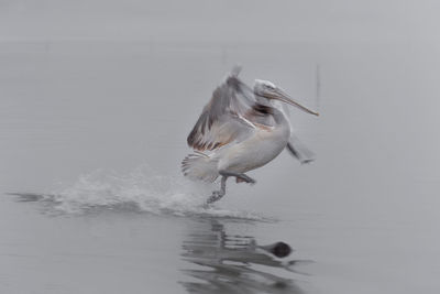 Seagull flying over lake