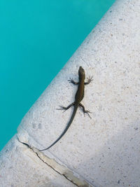 High angle view of lizard on rock against wall