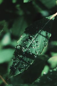 Close-up of water drops on leaves