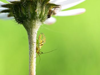 Close-up of insect on plant