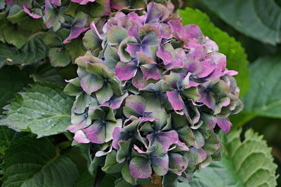 Close-up of fresh purple flowers